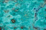 Colorful Chrysocolla and Shattuckite Slab - Mexico #227893-1